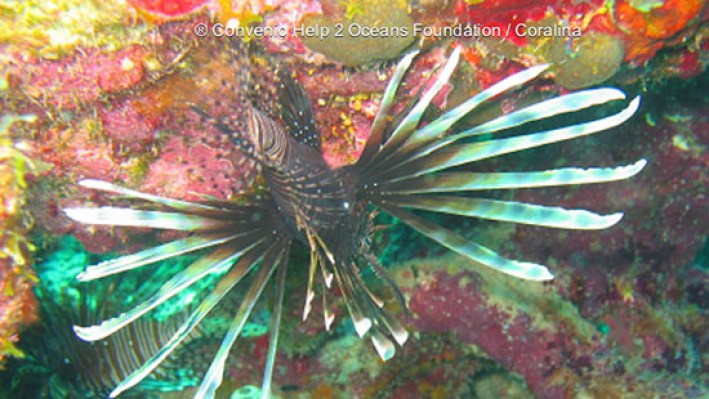 Lion Fishes (30)_4821